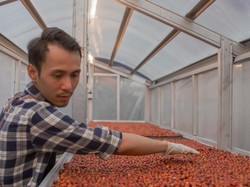 Petani Kopi di Tasikmalaya Gagal Panen Imbas Curah Hujan Tinggi