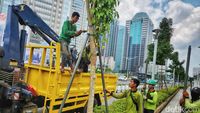 Perawatan Pohon Tabebuya yang Bikin Cantik Kota