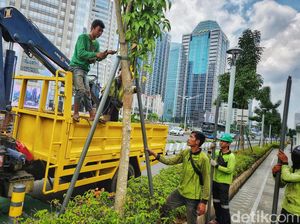 Perawatan Pohon Tabebuya yang Bikin Cantik Kota