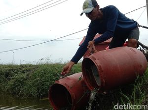 Menengok Kampung Budidaya Ikan Nila di Indramayu, Sekali Panen 2 Ton Menengok Kampung Budidaya Ikan Nila di Indramayu, Sekali Panen 2 Ton