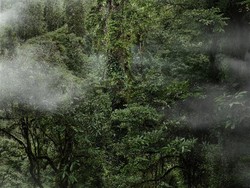 Baru Ditemukan! Ini Pohon Tertinggi di China, Tingginya Capai 83 M