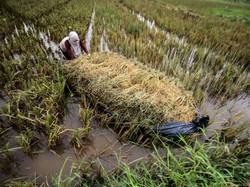 Jurus RI Tangkal Krisis Pangan yang Ancam Dunia