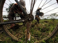 Mentan Ngaku Stok Beras Aman, Temuan DPR Bilang Panen Mengkhawatirkan
