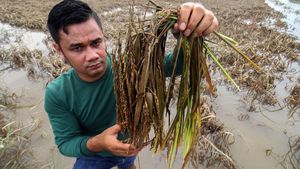 Potret Petani Panen Padi di Tengah Banjir