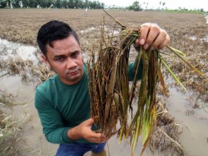 Potret Petani Panen Padi di Tengah Banjir Potret Petani Panen Padi di Tengah Banjir