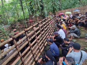 Tradisi Merlawu Ciamis Ungkapan Rasa Syukur Usai Panen Raya Tradisi Merlawu Ciamis Ungkapan Rasa Syukur Usai Panen Raya