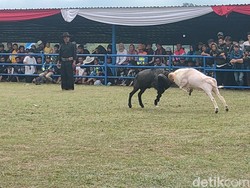 2 Tahun Mati Suri, Ketangkasan Adu Domba di Garut Eksis Lagi