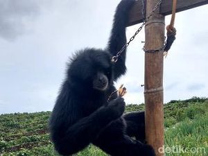 Anggota TNI Serahkan Siamang ke BKSDA Sumbar