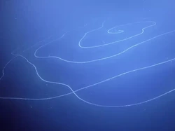 Hewan Terpanjang di Dunia yang Pernah Ditemukan, Capai 120 Meter