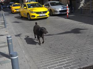 Viral Anjing Diperlakukan Baik di Turki, Kenyataannya Memang Seperti Itu