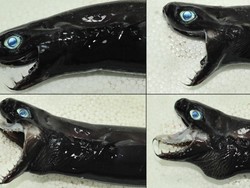 Ikan Ini Dianggap Menyeramkan dan Mirip Venom
