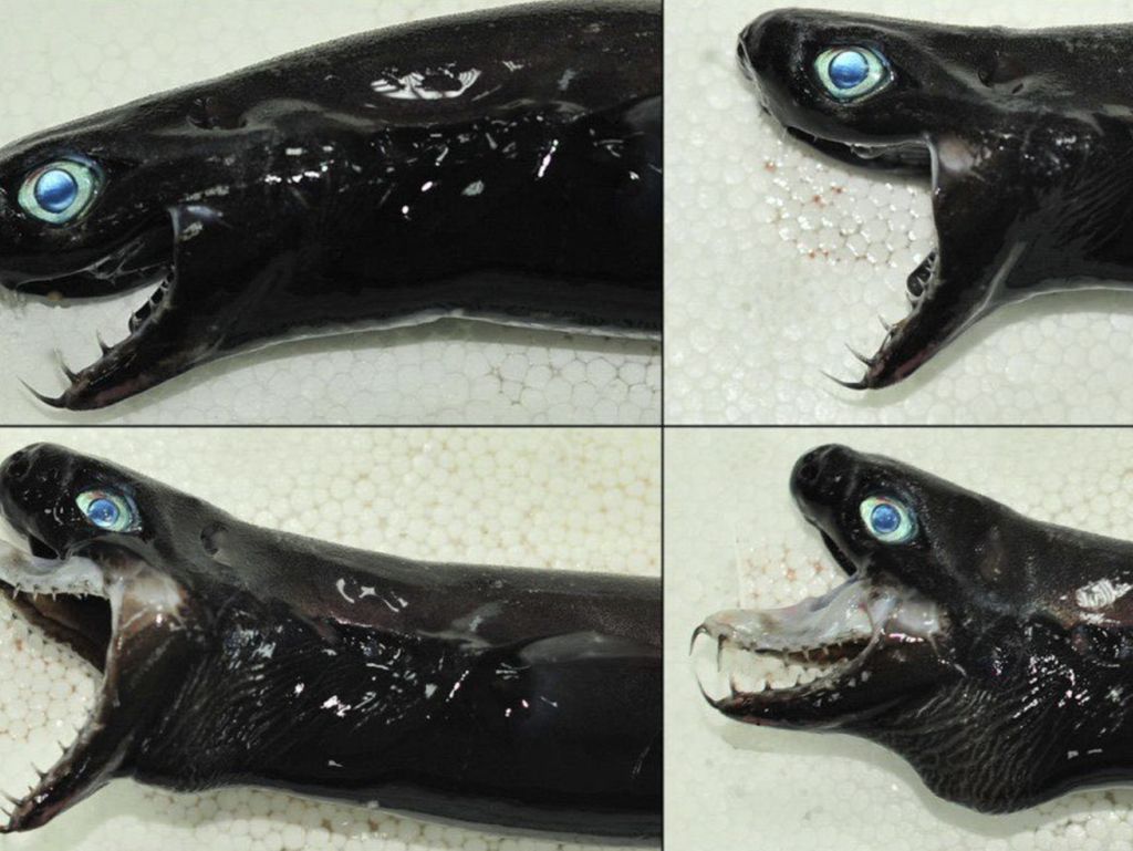 Penampakan Ikan Seram Mirip Venom Bikin Merinding
