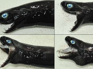 Ikan Ini Dianggap Menyeramkan dan Mirip Venom Ikan Ini Dianggap Menyeramkan dan Mirip Venom