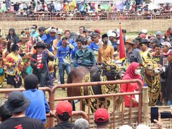 Sapi Sampang Borong Juara di Ajang Karapan Piala Presiden 2022