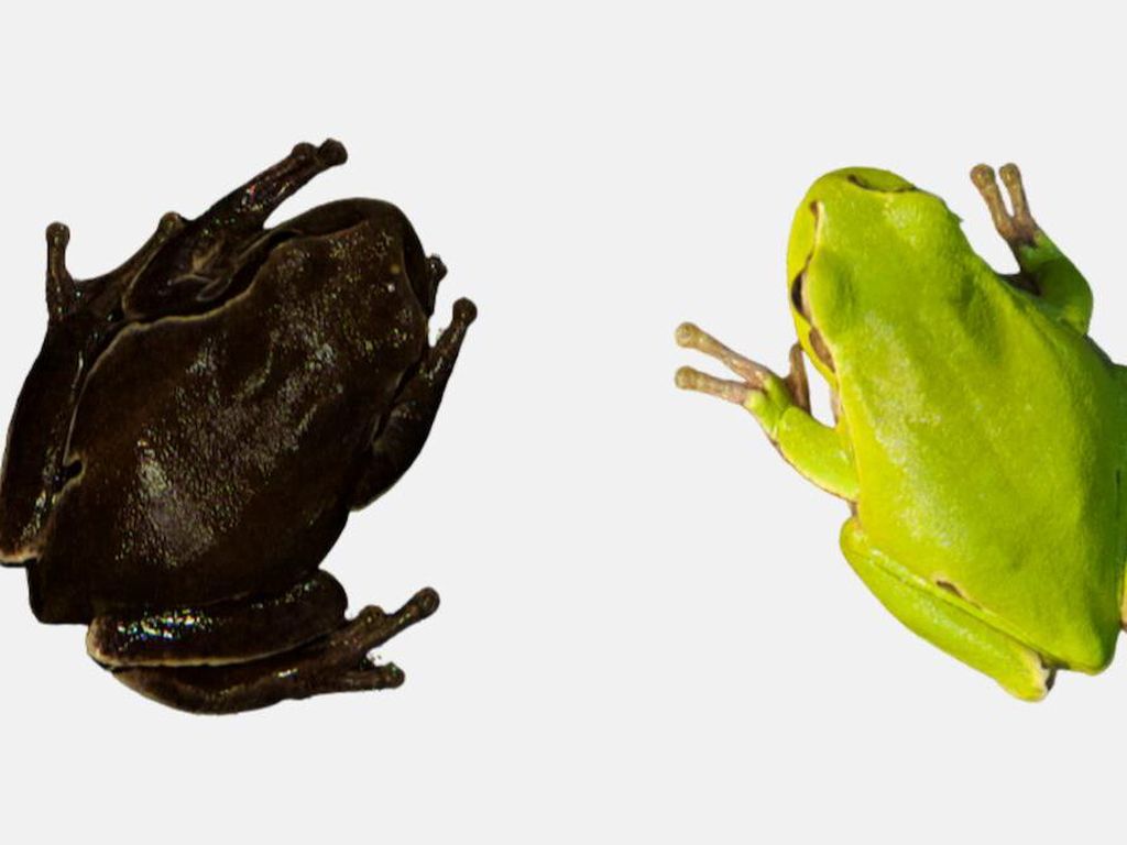 Katak Mutan Akibat Radiasi Nuklir Ditemukan Ilmuwan di Ukraina Katak Mutan Akibat Radiasi Nuklir Ditemukan Ilmuwan di Ukraina
