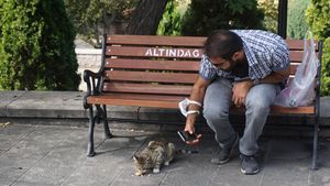 Foto: Kucing-kucing Gemoy dari Istanbul