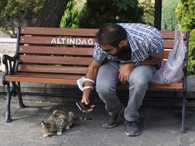 Foto: Kucing-kucing Gemoy dari Istanbul