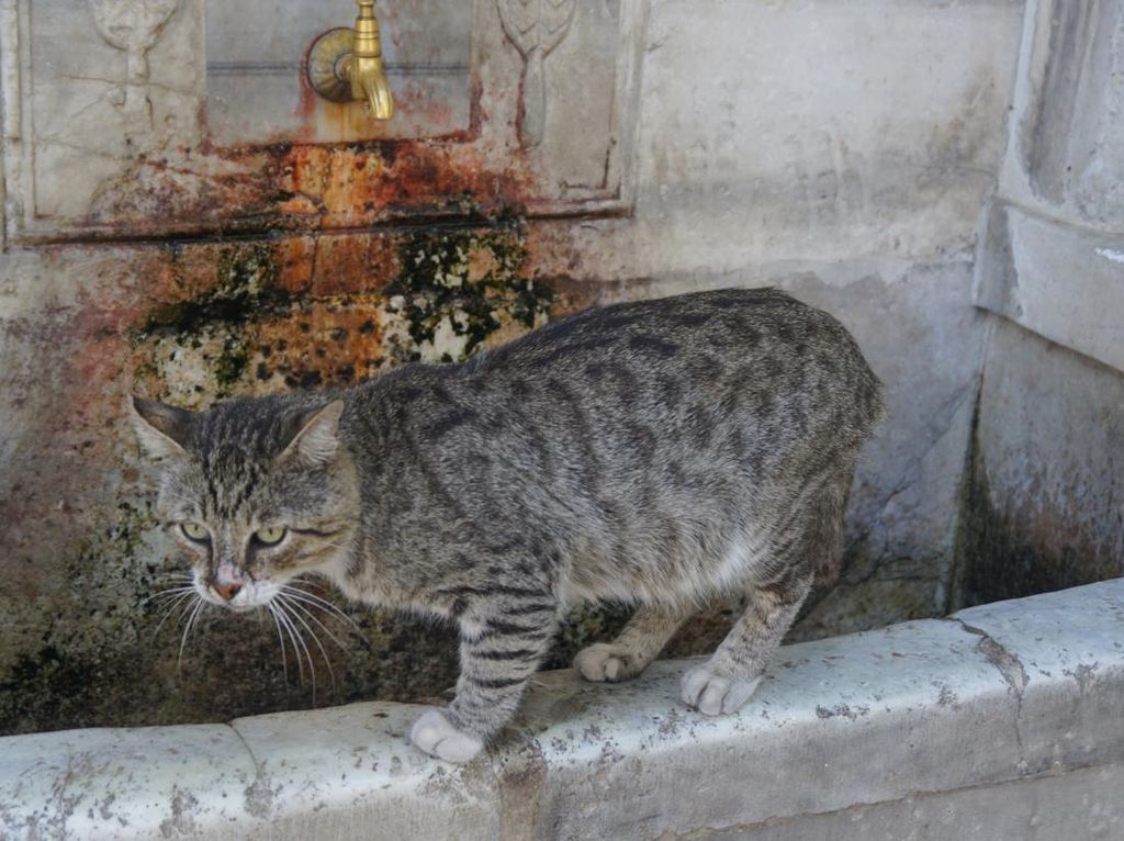 Alasan Kucing Bisa Takut Hujan Lebat dan Petir, Pemilik Anabul Cari Tahu Yuk!