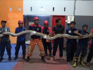 Petugas Damkar Evakuasi Ular Piton di Pelabuhan Cappa Ujung Parepare