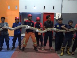 Piton 7 Meter gegerkan Warga Parepare, Ternyata Ular Peliharaan yang Lepas