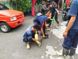Warga Gresik Kaget Saat Mau Ngasih Pakan, Ayamnya Keduluan Dimangsa Ular