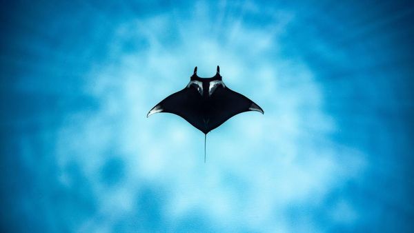 10 Foto Jawara The Ocean Photographer of the Year 2022, Keren Banget