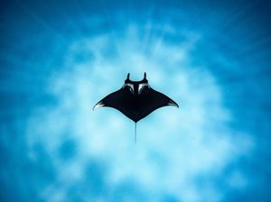 10 Foto Jawara The Ocean Photographer of the Year 2022, Keren Banget