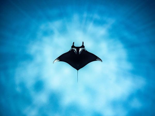 10 Foto Jawara The Ocean Photographer of the Year 2022, Keren Banget