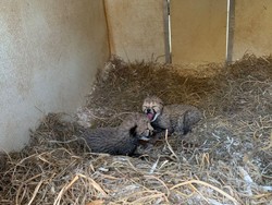 Pilu Nasib Bayi Cheetah di India yang Mati Karena Cuaca Panas