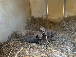 Pilu Nasib Bayi Cheetah di India yang Mati Karena Cuaca Panas Pilu Nasib Bayi Cheetah di India yang Mati Karena Cuaca Panas