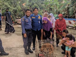 Anjing Liar Gigit Bocah 4 Tahun di Depok, Diamankan Damkar