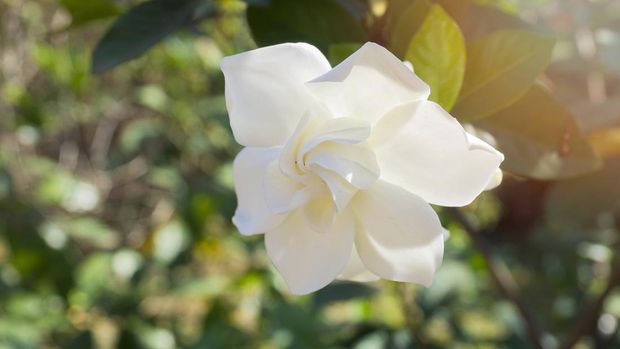 Gardenia jasminoides flower as known as Cape Jasmine flower blown by the wind in the morning sunlight. pastel colored