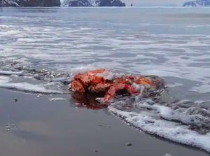 Populasi Kepiting Alaska Hilang Misterius!