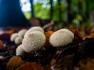 Jamur Jadi Penghubung Kunci Antar Pohon di Hutan, Seberapa Luas Jaringannya? Jamur Jadi Penghubung Kunci Antar Pohon di Hutan, Seberapa Luas Jaringannya?
