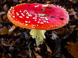 Bukan Paus Biru, Makhluk Hidup Terbesar di Bumi Ternyata Tumbuhan Ini