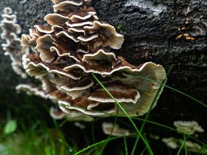 Jamur Zombie di Serial The Last Of Us Benar-benar Ada, Terbukti Berbahaya?