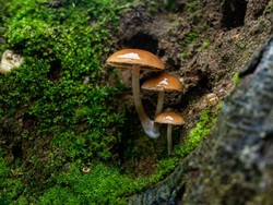 Memahami Ciri-ciri Jamur dan Cara Hidupnya