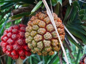 Buah Pandan Laut Ampuh Turunkan Kolesterol dan Cegah Diabetes