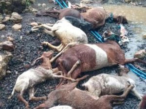Puluhan Hewan Ternak Mati Diterjang Banjir Blitar Selatan Puluhan Hewan Ternak Mati Diterjang Banjir Blitar Selatan