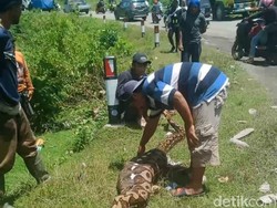 Buasnya Piton 7 Meter di Enrekang Mangsa Anak Sapi-Ngamuk Serang Warga
