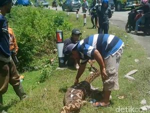 Buasnya Piton 7 Meter di Enrekang Mangsa Anak Sapi-Ngamuk Serang Warga Buasnya Piton 7 Meter di Enrekang Mangsa Anak Sapi-Ngamuk Serang Warga