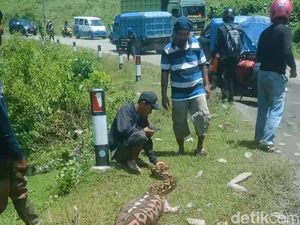 Piton 7 Meter Terkam Anak Sapi di Enrekang Sempat Ngamuk Serang Warga