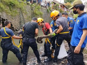 Aksi Petugas Terjun ke Sungai di Bandung Evakuasi Ular Sanca