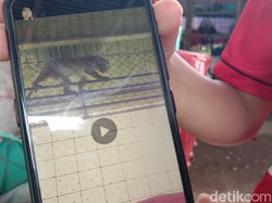 Monyet Liar Bikin Resah Warga Sukagumiwang Indramayu