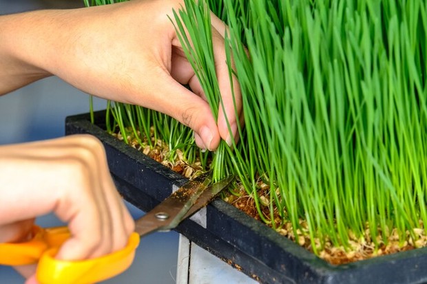 Wheatgrass memiliki banyak nutrisi penting bagi kesehatan tubuh/Foto: Freepik/k.smilelove manfaat wheatgrass bagi kesehatan