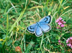 26 Fakta Menarik Kupu-kupu, Pendeteksi Kesehatan Lingkungan?