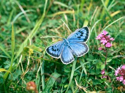 26 Fakta Menarik Kupu-kupu, Pendeteksi Kesehatan Lingkungan?