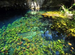 Tak Sekadar tentang Ekosistem, Begini Penjelasan Ekologi Selengkapnya