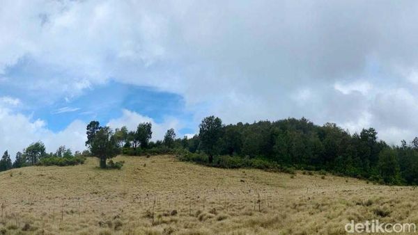 Eksotisme Argopuro Jatim, Gunung Terpanjang di Pulau Jawa