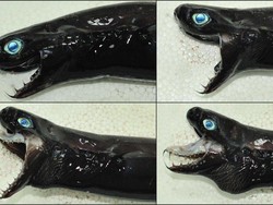 Mengenal Ikan Hiu Hitam yang Disebut Mirip Venom